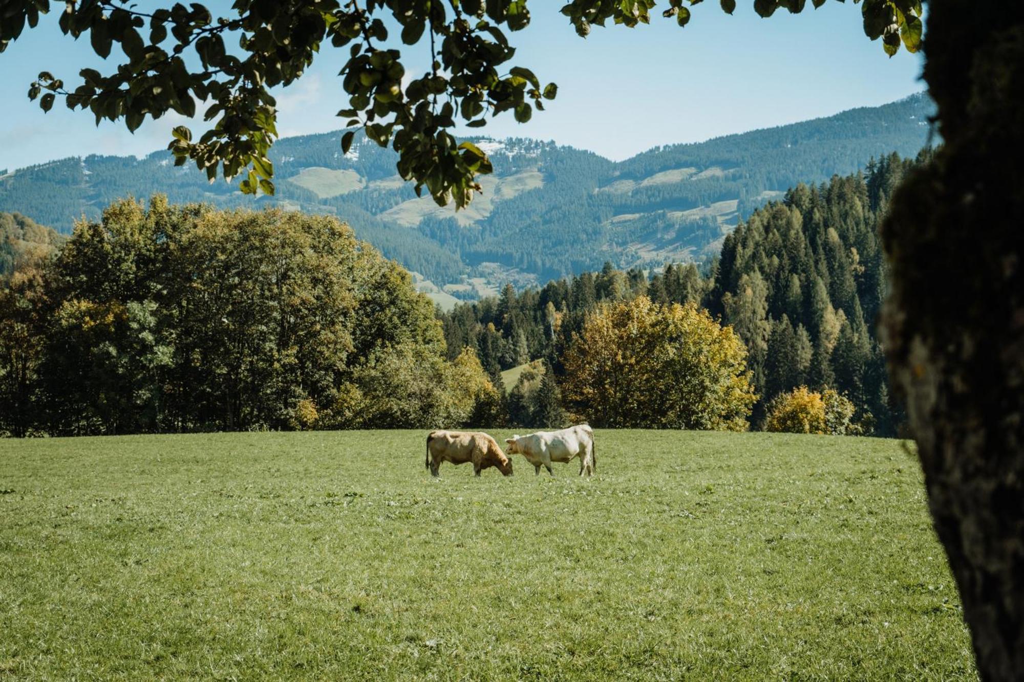 Biohof Ebengut Aparthotel Maria Alm am Steinernen Meer Exterior photo